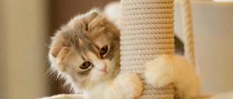 Kitten hugs a cattery