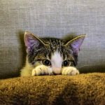 Котенок прячется за диваном