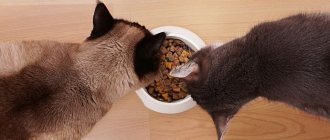 Коты едят сухой корм