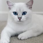 Красивые пушистые и гладкошерстные породы белых кошек с голубыми глазами