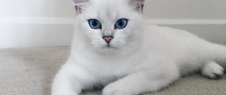 Красивые пушистые и гладкошерстные породы белых кошек с голубыми глазами