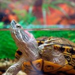 Red-eared turtle-Description-features-species-lifestyle-and-habitat-9