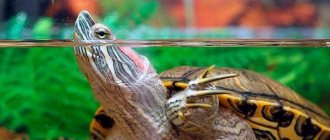Красноухая-черепаха-Описание-особенности-виды-образ-жизни-и-среда-обитания-9