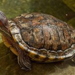 Красноухая черепаха рахит