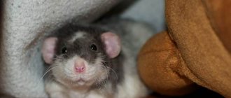 Крыса-дамбо-Описание-особенности-виды-уход-и-цена-крысы-дамбо-1