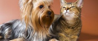 Who is better: a dog or a cat in the house?