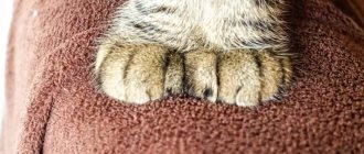 Cat&#39;s paws