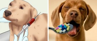 Лечение собаки