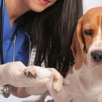 Лечение вывиха у собаки
