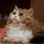 Лэмкин - порода коротколапых кошек с кудрявой шерстью