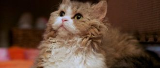 Лэмкин - порода коротколапых кошек с кудрявой шерстью