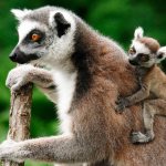 Lemur with his child