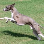 Italian Greyhound jumping
