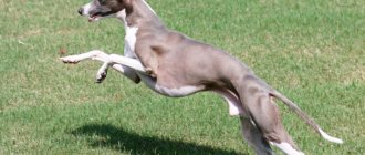 Italian Greyhound jumping