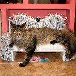 Maine Coon bed