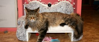 Maine Coon bed