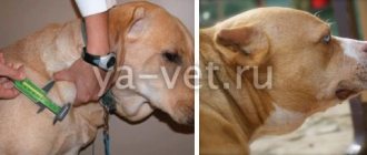лимфома у собак лечение и прогноз