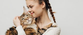 Do cats love their owners - signs of love