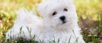 Мальтийская-болонка-собака-Описание-особенности-уход-содержание-и-цена-породы-3