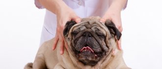 Massage for dogs: technique of execution, for what diseases it is used