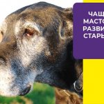 Мастоцитома или тучноклеточная опухоль у собак