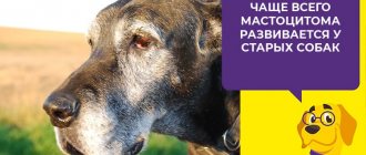 Mastocytoma or mast cell tumor in dogs