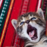Меняются ли зубы у котят