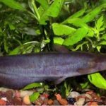 Sacbranch catfish compatibility with other fish