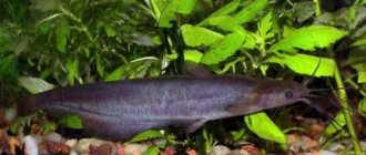 Sacbranch catfish compatibility with other fish
