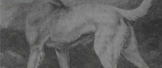 Милый Гаргантюа: ирландский волкодав - описание и характеристика породы, цена и фото с человеком