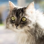 Мир глазами кошек: как вас видит ваша котейка
