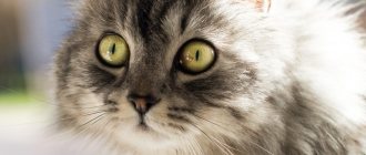 Мир глазами кошек: как вас видит ваша котейка