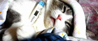 Могут ли коты заразиться от человека простудой заразен ли человек