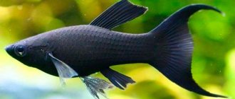 Моллинезия черная (рыбка): отличия самца от самки, размножение, беременная самка, болезни, содержание в общем аквариуме, мальки