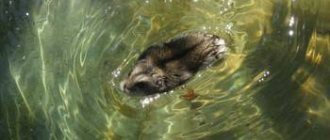 Is it possible to bathe a dwarf hamster in water?