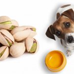Можно ли собакам орехи: грецкие, макадамия, кешью, арахис