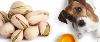 Can dogs eat nuts: walnuts, macadamia nuts, cashews, peanuts?
