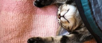 Можно ли точно сказать, почему кошки спять в ногах