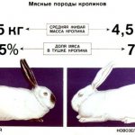 Meat breeds of rabbits (in comparison)
