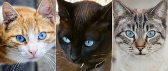 На фото кошки породы Охос азулес популярных окрасов