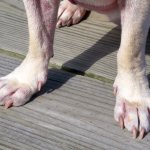 Not all dogs manage to grind their claws down on the ground when walking.