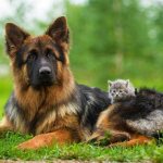 Немецкая-овчарка-собака-Описание-особенности-виды-уход-содержание-и-цена-породы-2