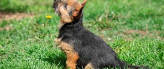 Norwich Terrier puppy photo