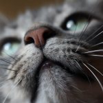 A cat&#39;s nose as an indicator of well-being