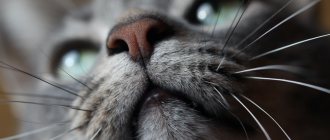 A cat&#39;s nose as an indicator of well-being