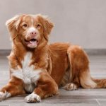 Новошотландский-ретривер-собака-Описание-особенности-виды-и-цена-породы-6