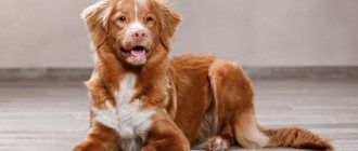 Nova Scotia-retriever-dog-Description-features-types-and-price-breeds-6