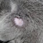 Belly hair loss in cats