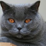 Review of the best breeds of gray cats and features of their maintenance
