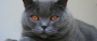 Обзор лучших пород серых кошек и особенности их содержания